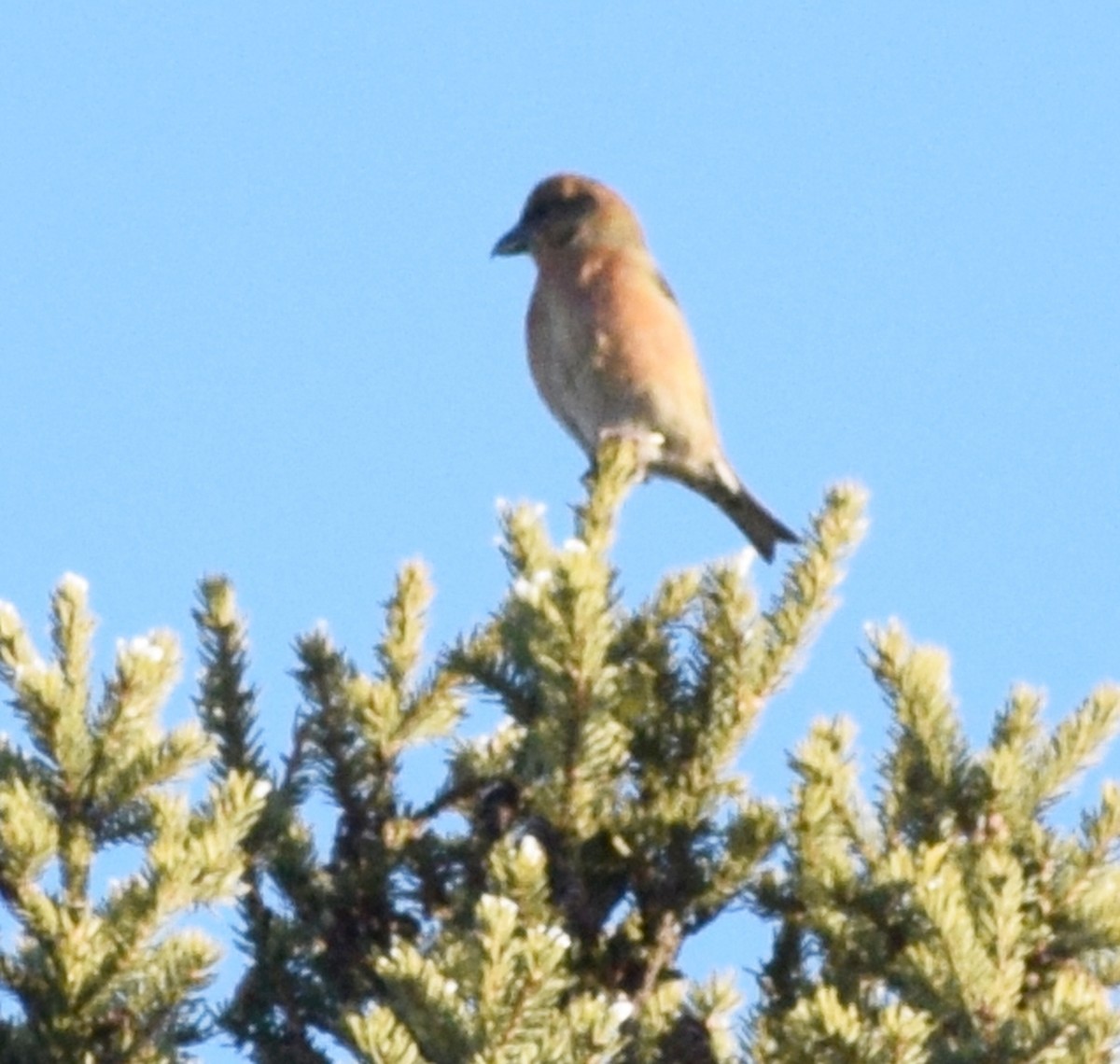 Red Crossbill - ML621223701