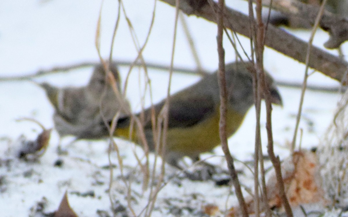 Bec-croisé des sapins - ML621223702