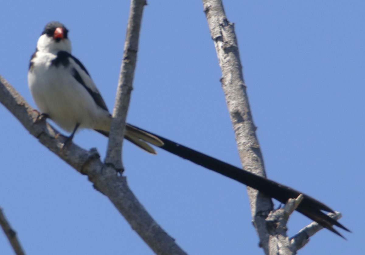 Pin-tailed Whydah - ML621223727