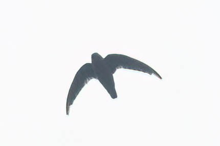 Short-tailed Swift - ML621223739