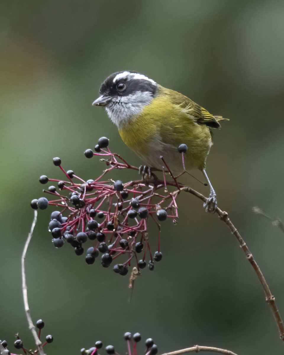 Sooty-capped Chlorospingus - ML621223748