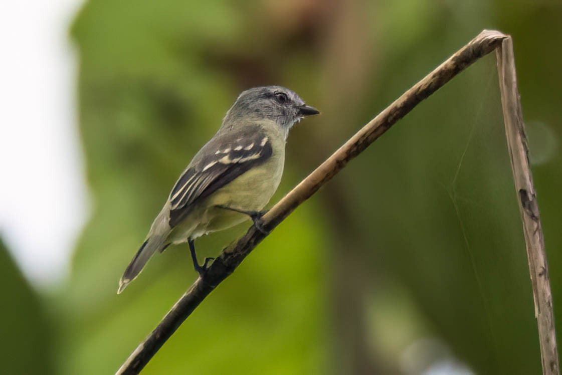 Yellow-crowned Tyrannulet - ML621223750