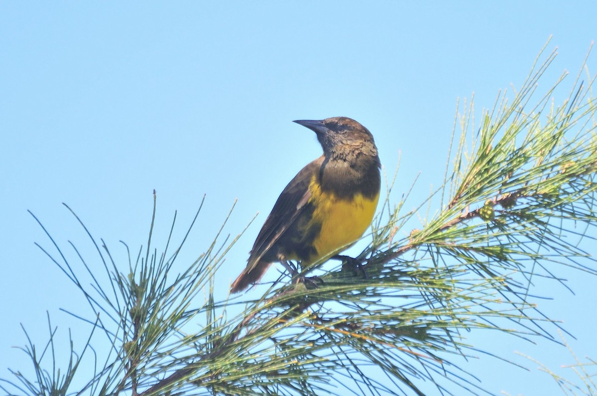 Brown-and-yellow Marshbird - ML621223752