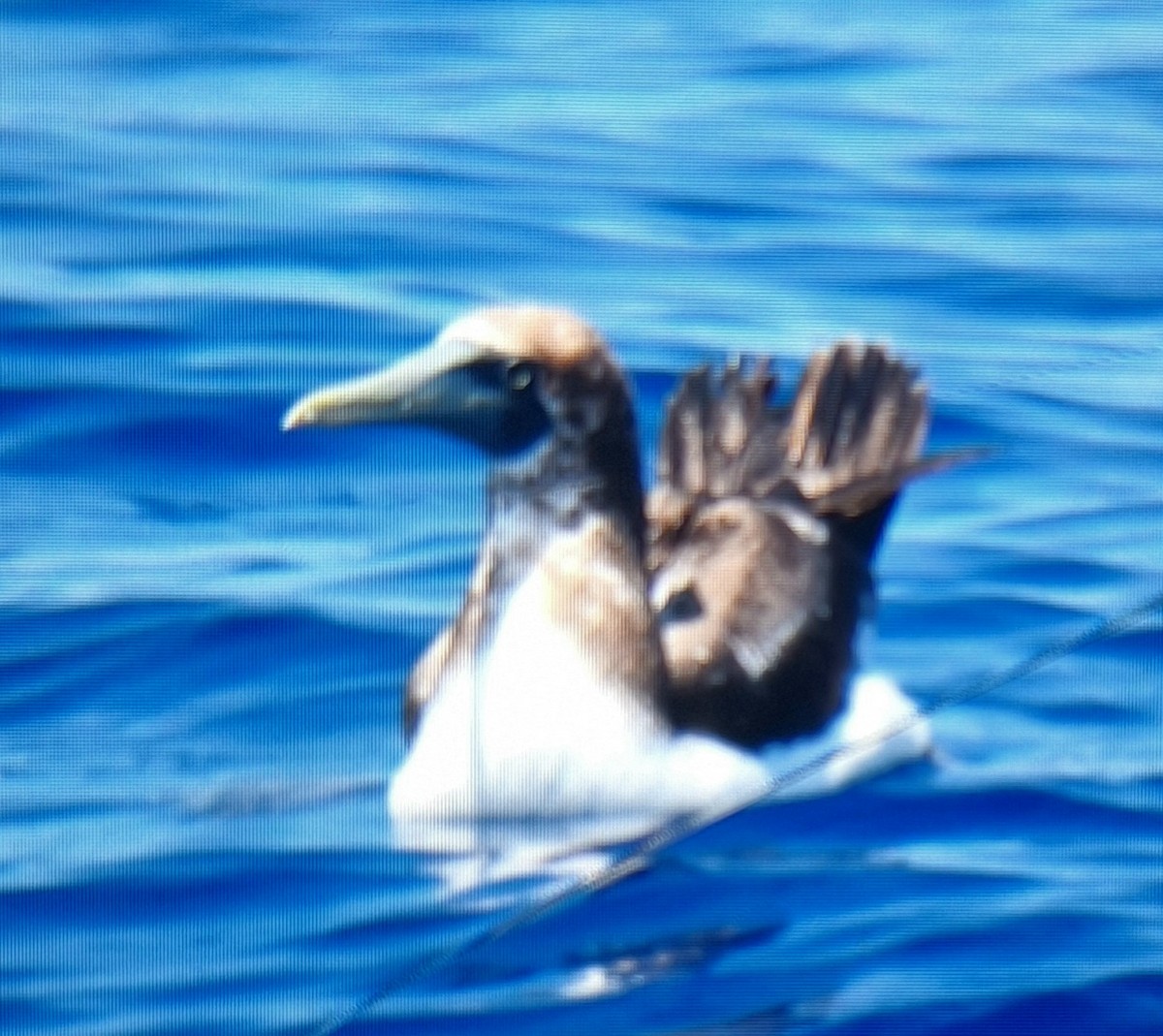 Masked Booby - ML621223768