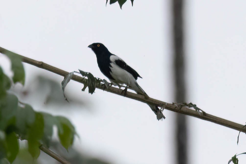 Magpie Tanager - ML621223773