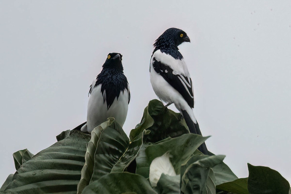 Magpie Tanager - ML621223774