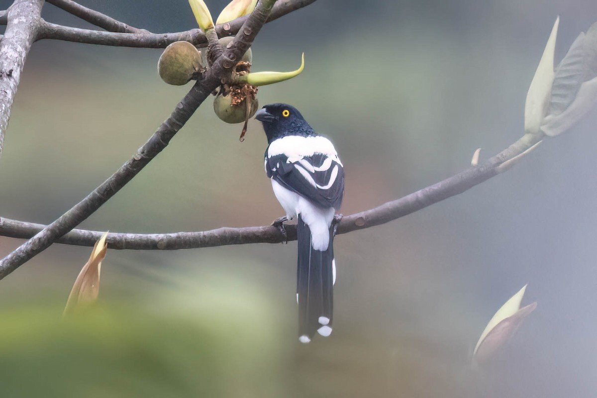 Magpie Tanager - ML621223775