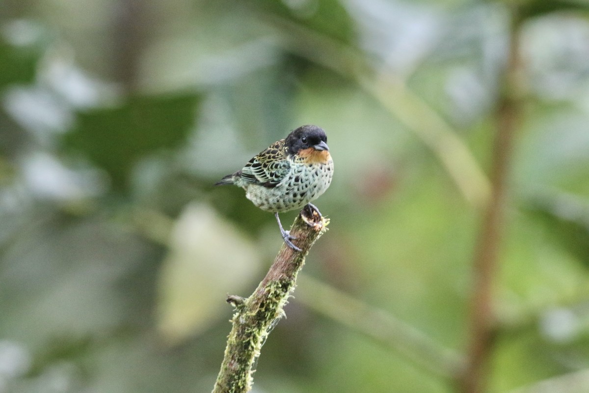 Rufous-throated Tanager - ML621223785