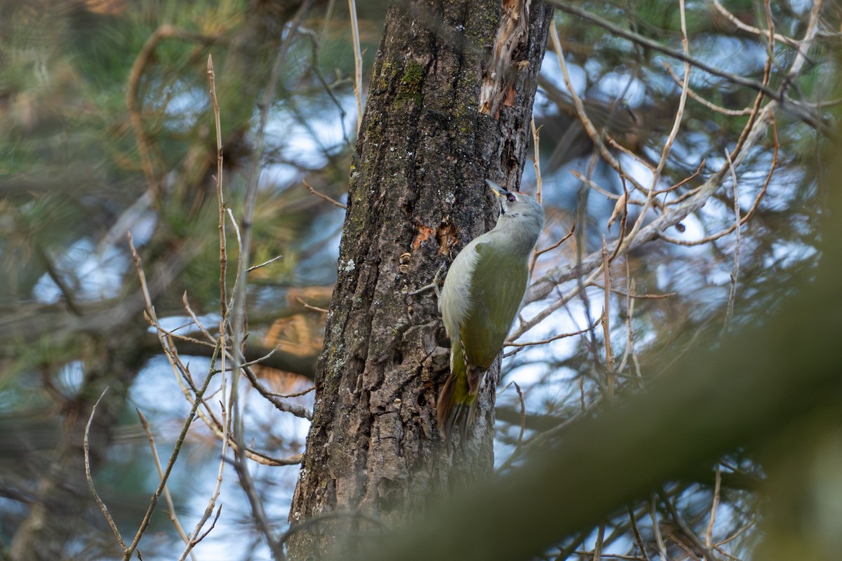 Gray-headed Woodpecker - ML621223828