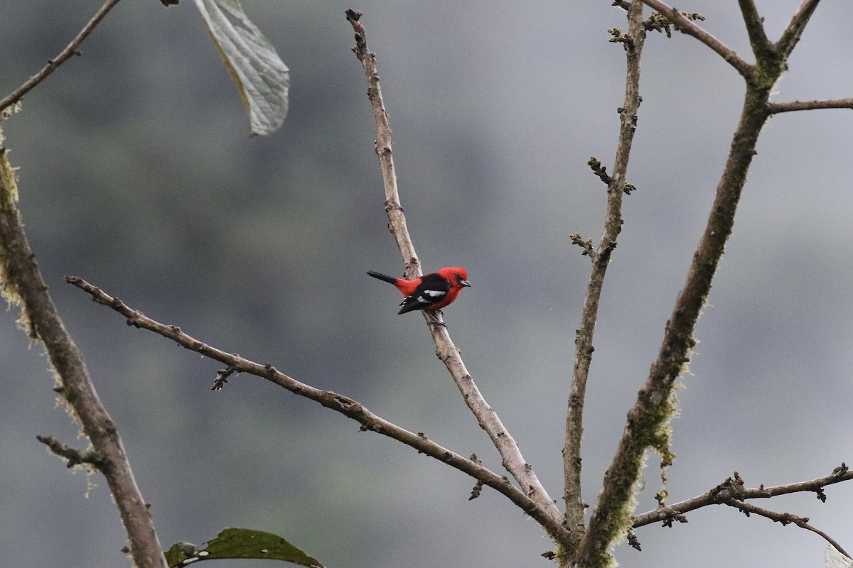 White-winged Tanager - ML621223847