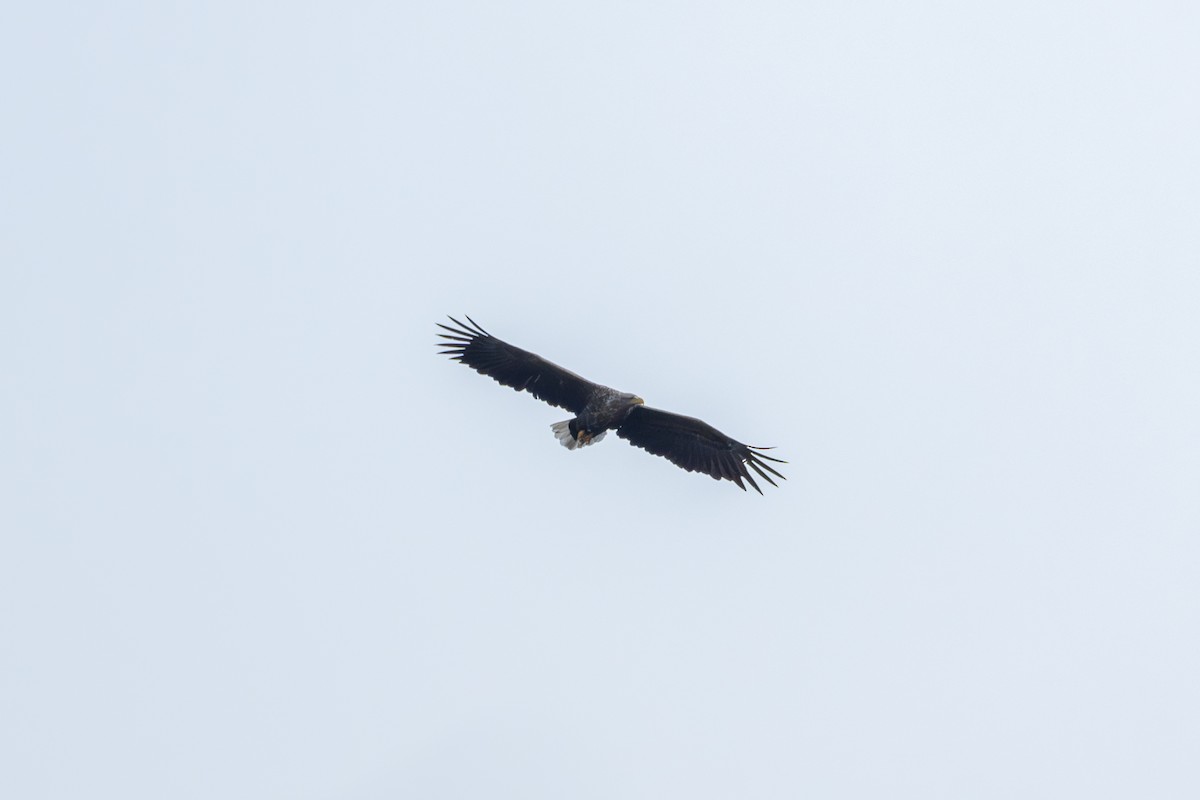 White-tailed Eagle - ML621223875