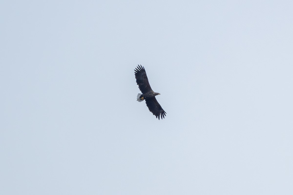 White-tailed Eagle - ML621223876