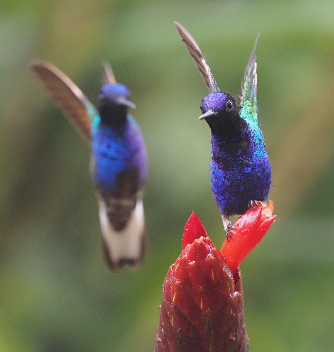kolibřík hyacintový - ML621223897