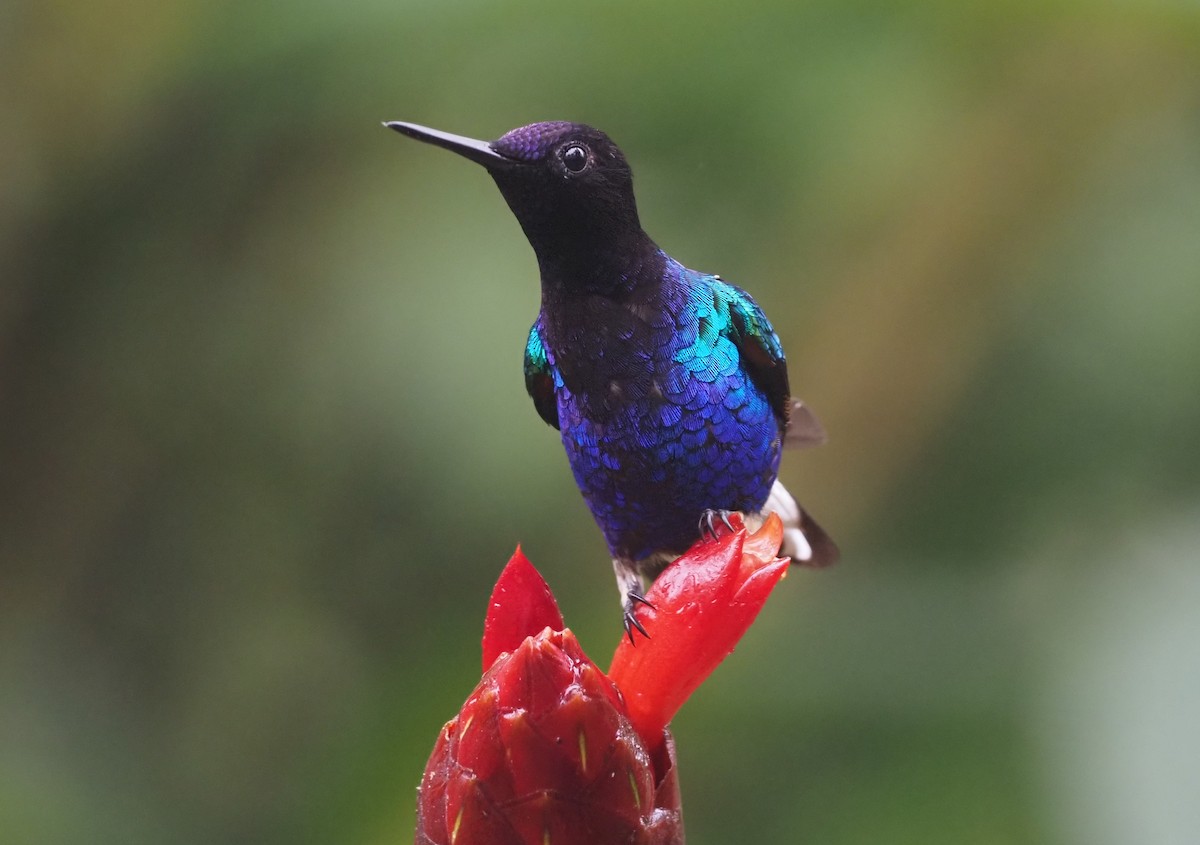 kolibřík hyacintový - ML621223901
