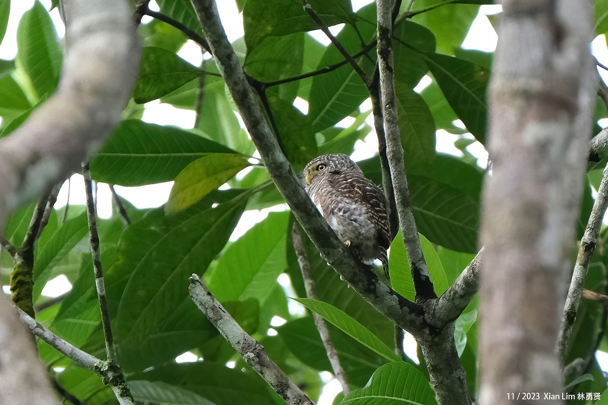Collared Owlet - ML621223908