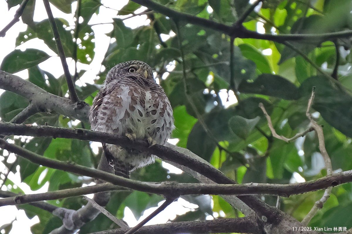 Collared Owlet - ML621223909