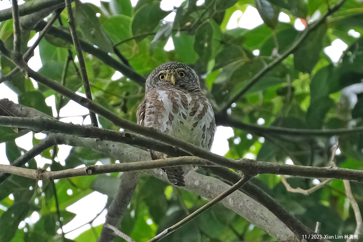 Collared Owlet - ML621223910