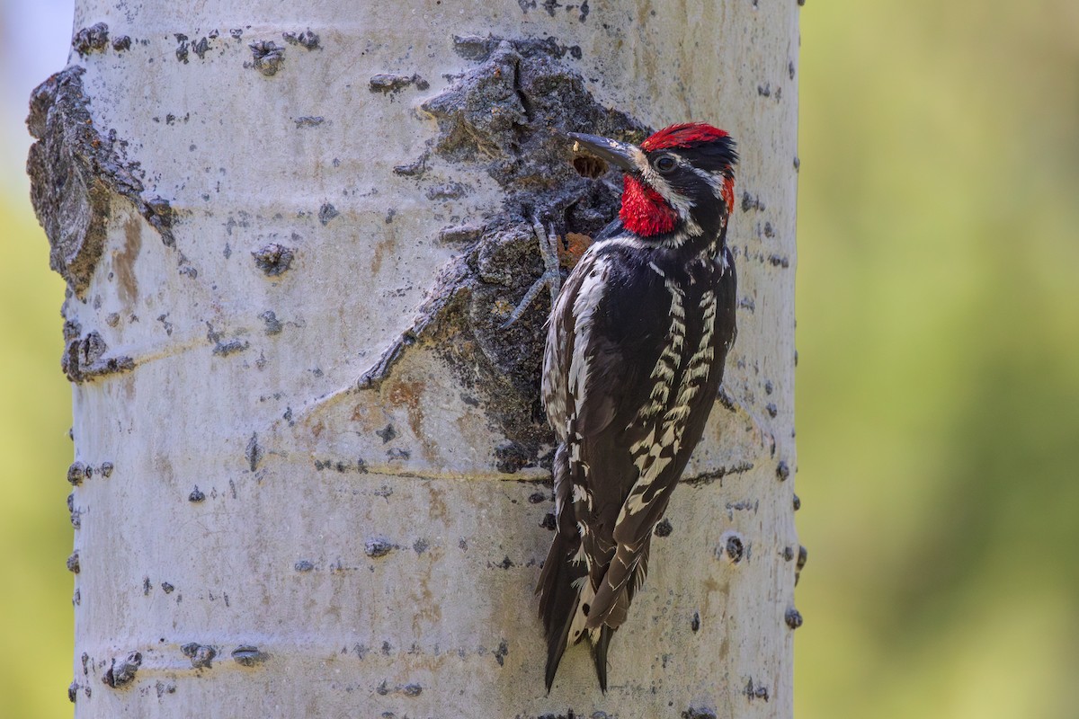 Red-naped Sapsucker - Lesley Tullis