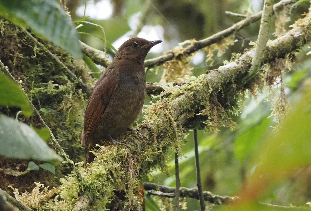 Rufous-brown Solitaire (Chestnut-throated) - ML621223932