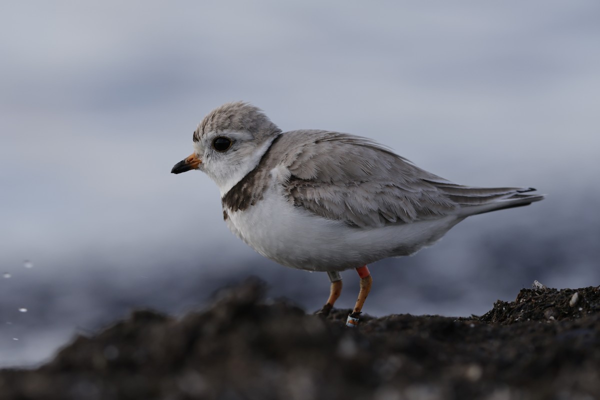 Piping Plover - ML621223933