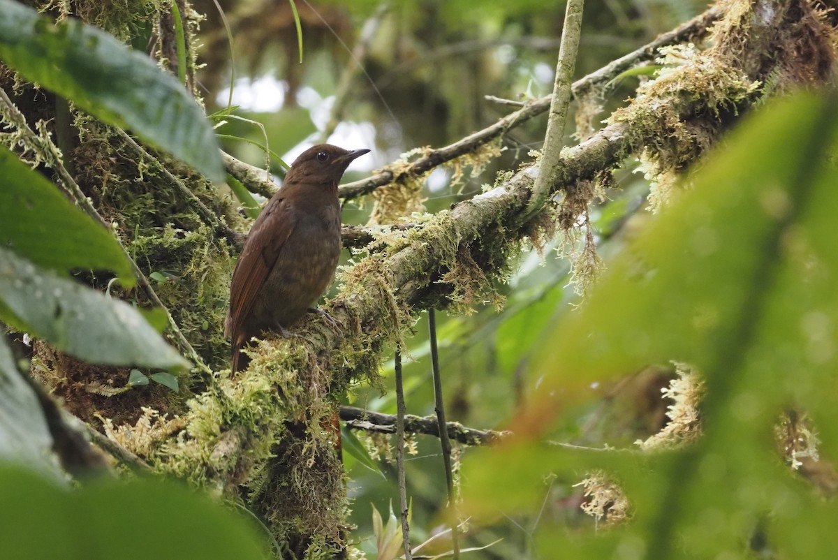 Rufous-brown Solitaire (Chestnut-throated) - ML621223937
