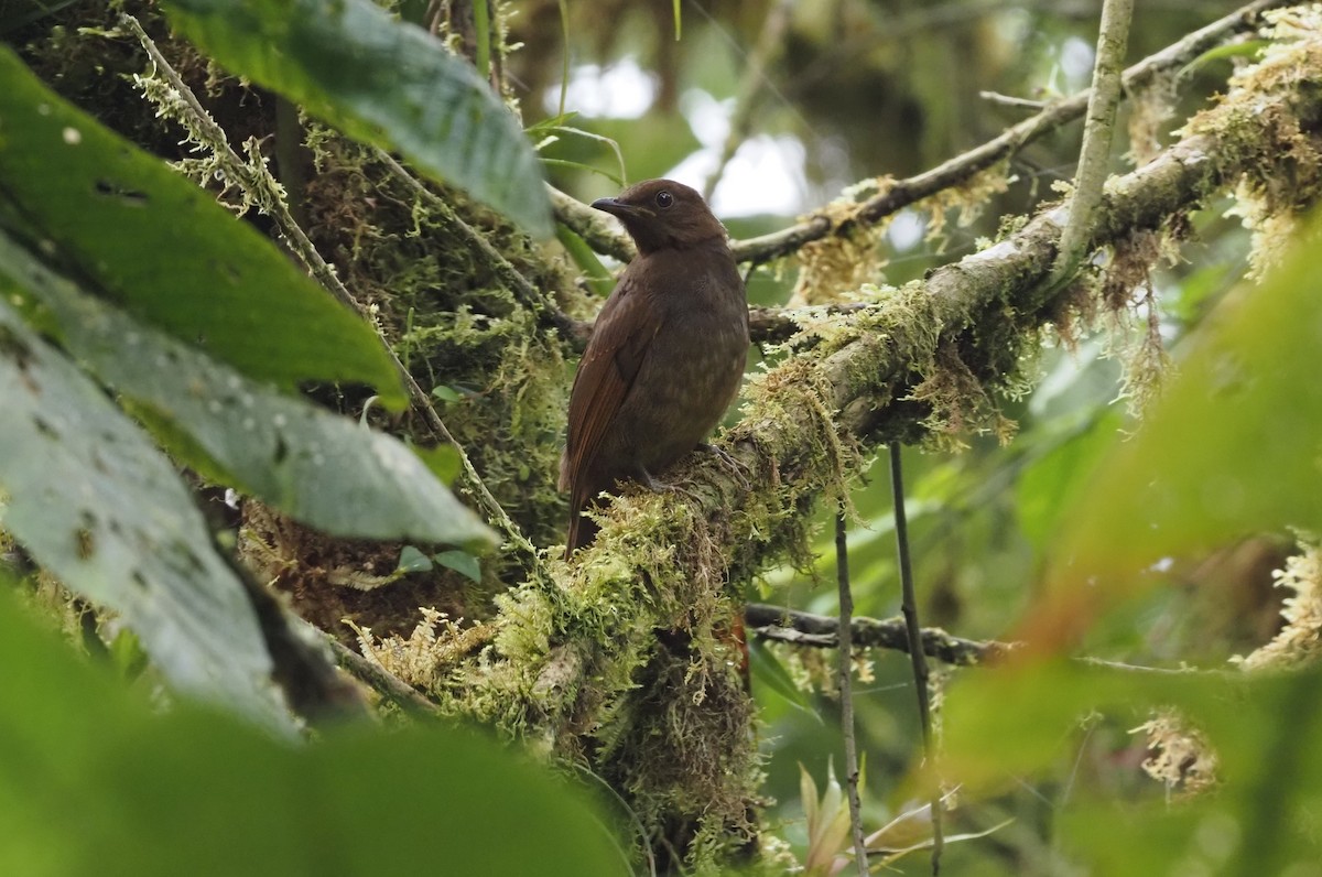 Rufous-brown Solitaire (Chestnut-throated) - ML621223938