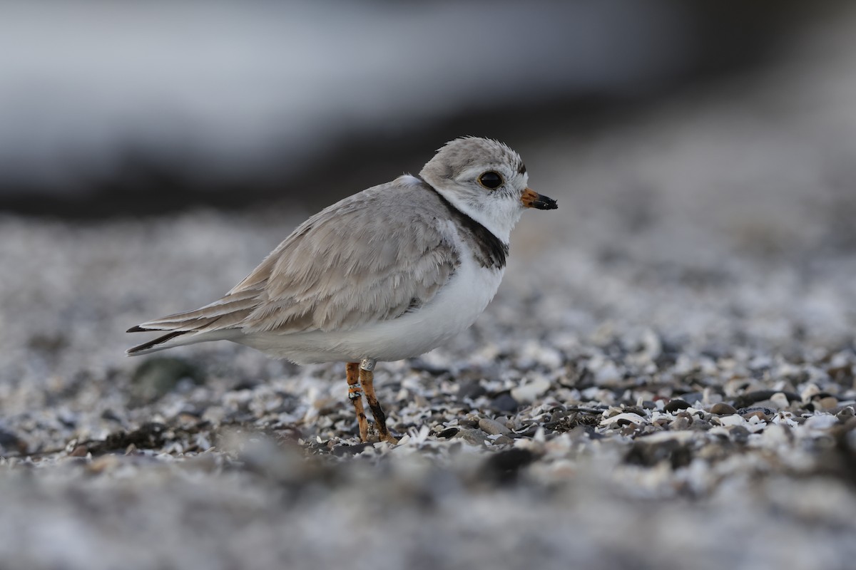 Piping Plover - ML621223946