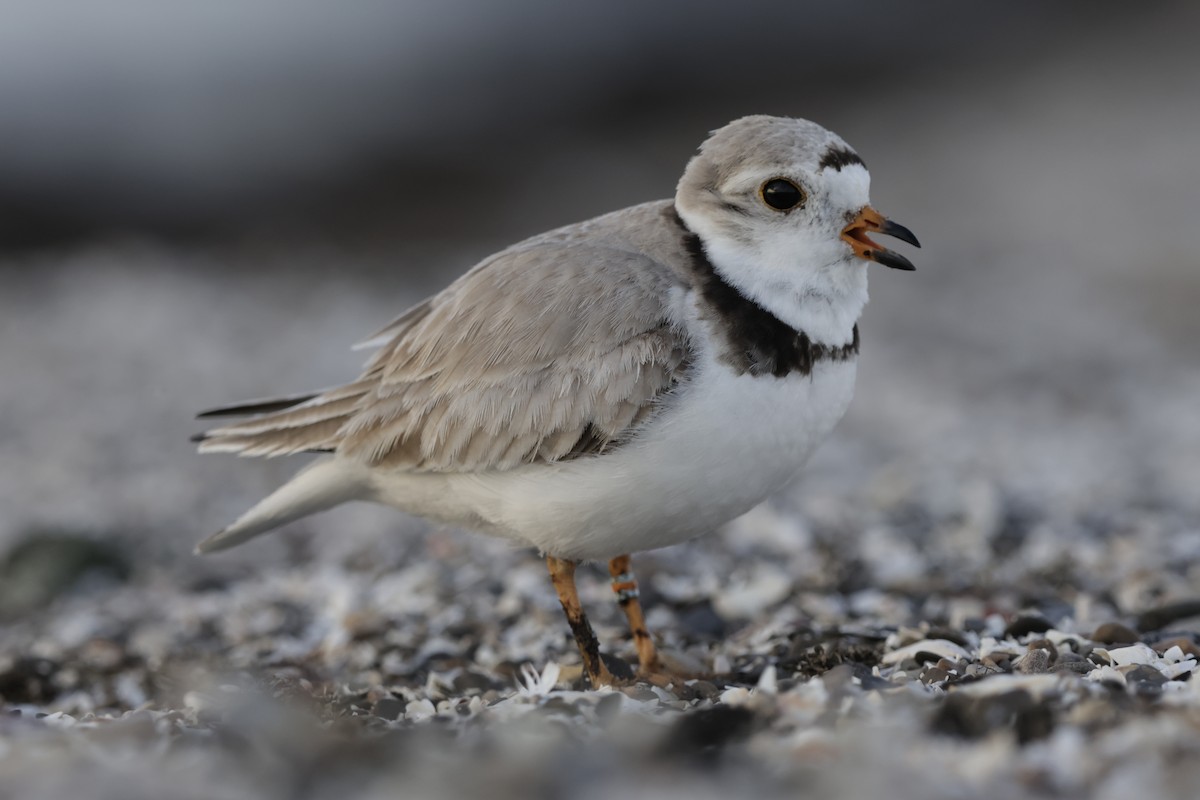 Piping Plover - ML621223960