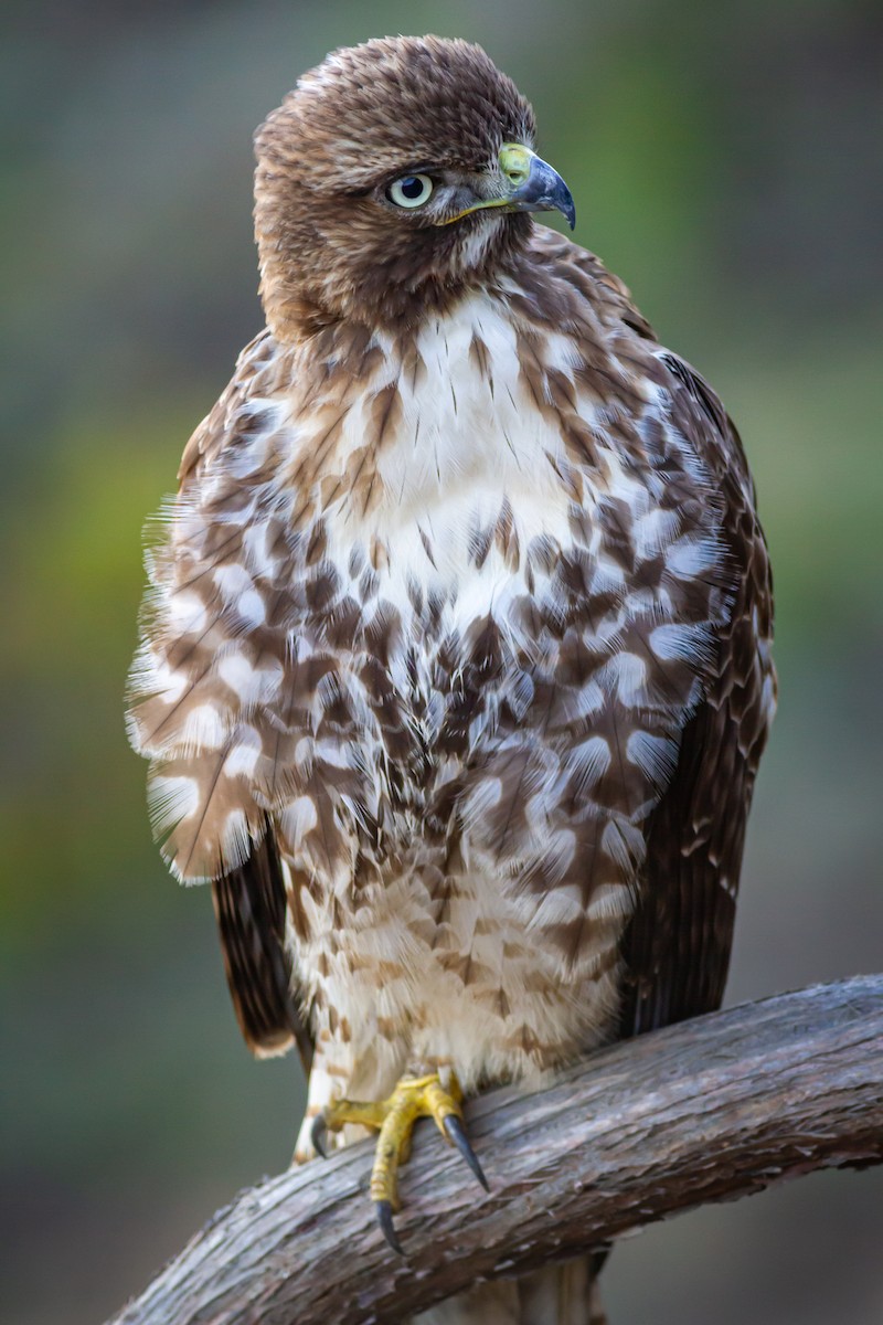 Red-tailed Hawk - ML621223964