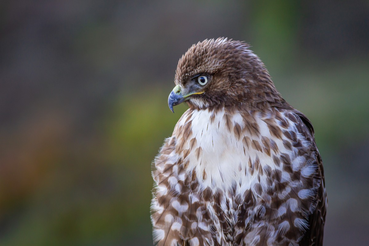 Red-tailed Hawk - ML621223965