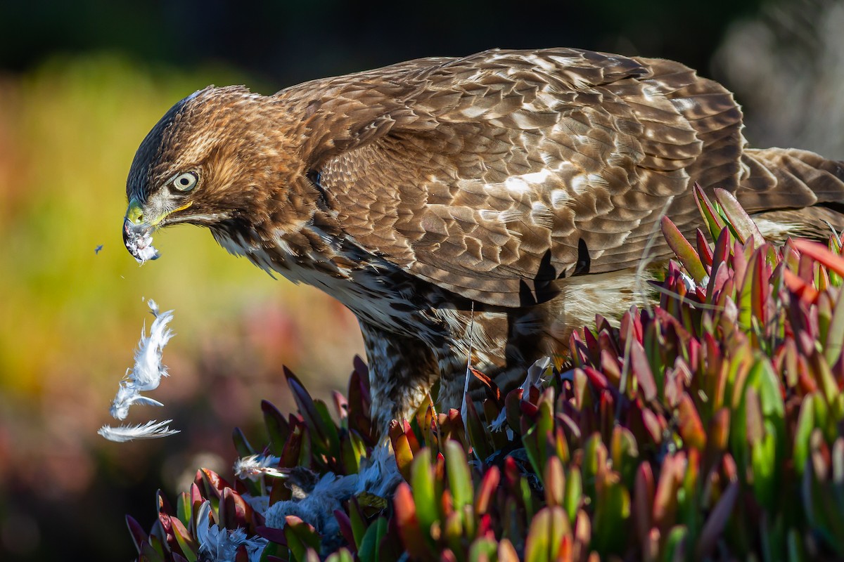 Red-tailed Hawk - ML621223966