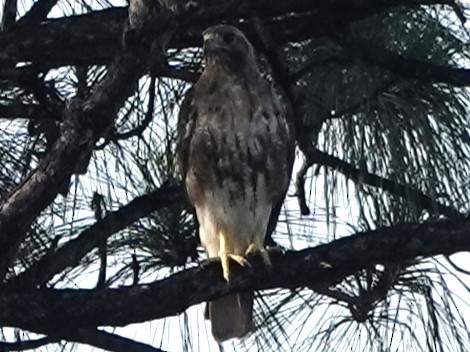 Red-tailed Hawk - ML621223998
