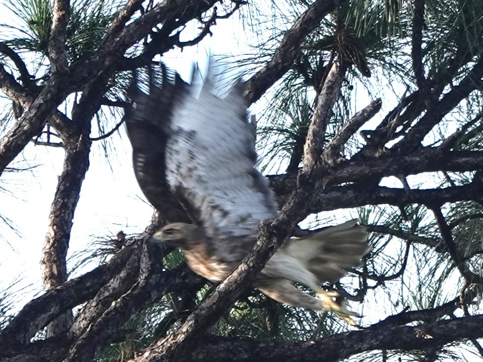 Red-tailed Hawk - ML621223999