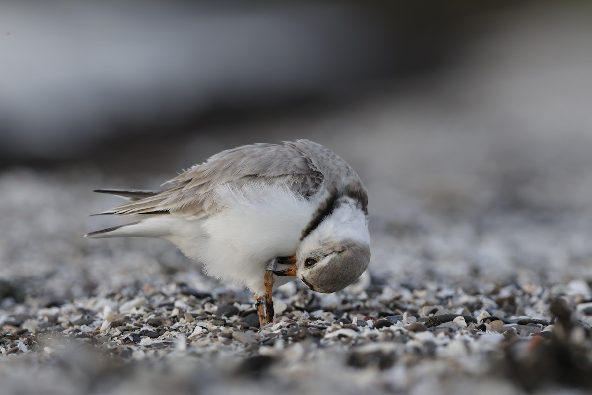 Piping Plover - ML621224004