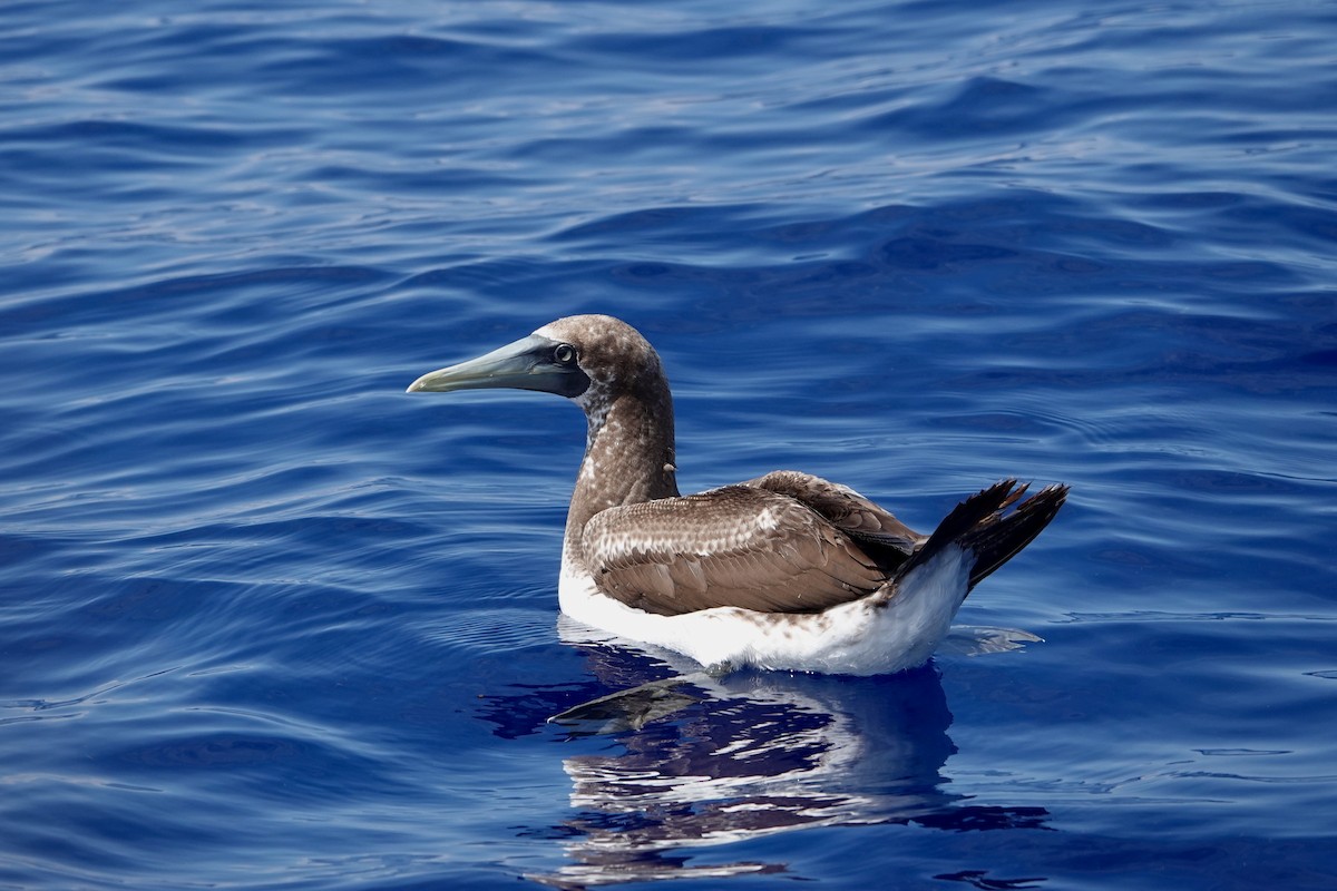 Masked Booby - ML621224012