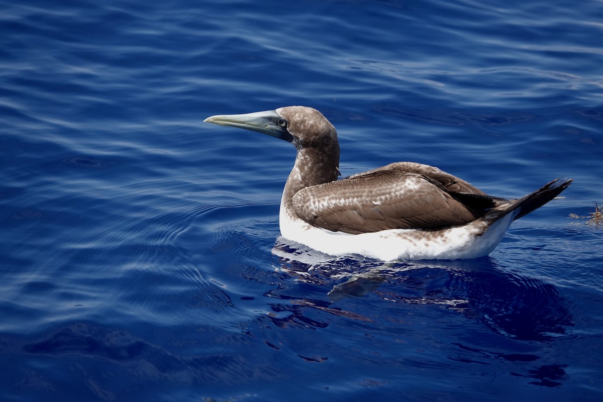 Masked Booby - ML621224013