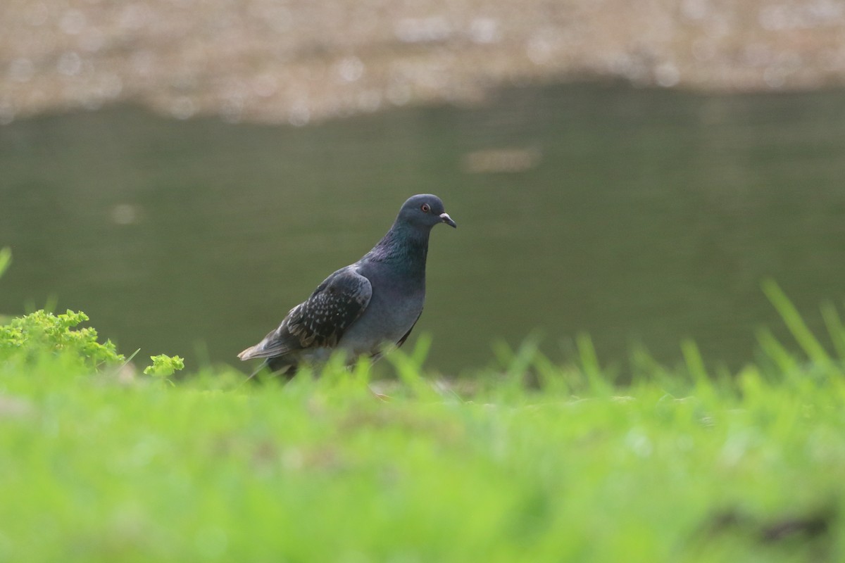 Pigeon biset (forme domestique) - ML621224017