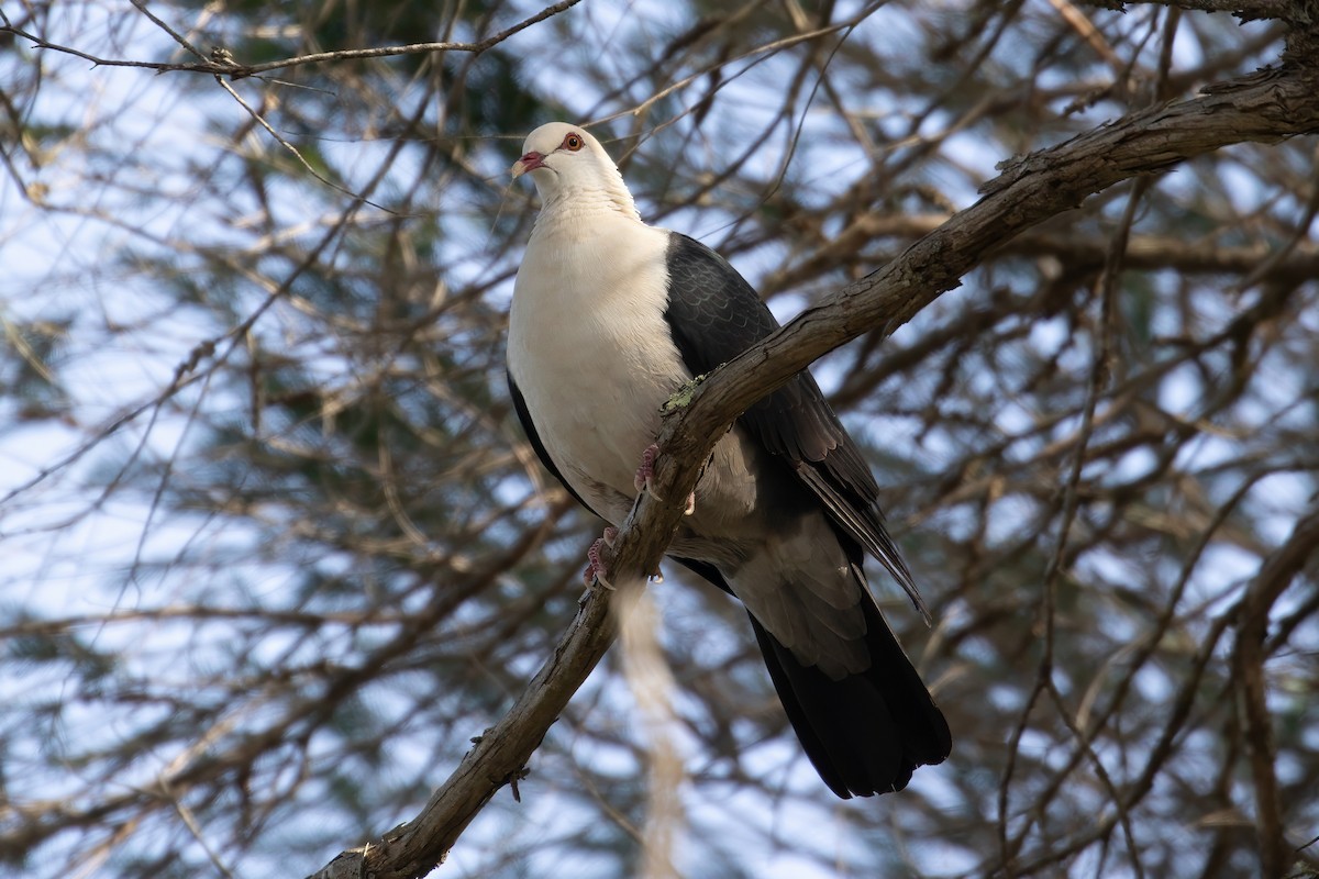 White-headed Pigeon - ML621224023