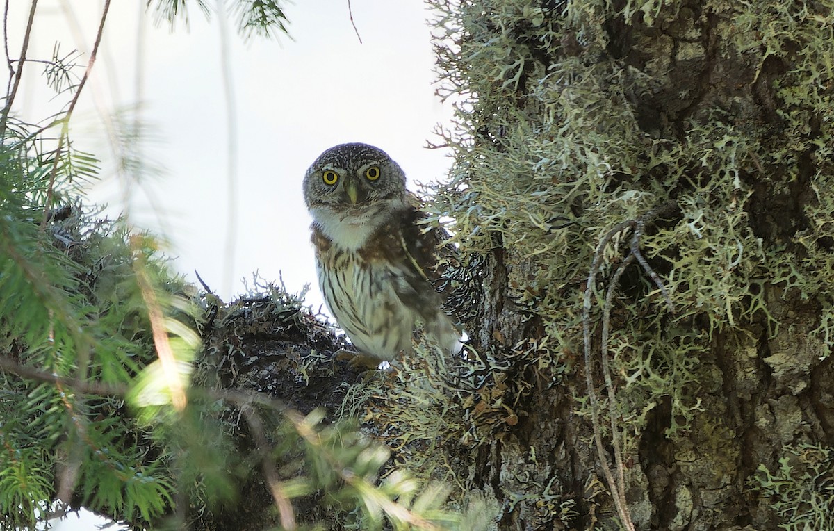 Northern Pygmy-Owl - ML621224041