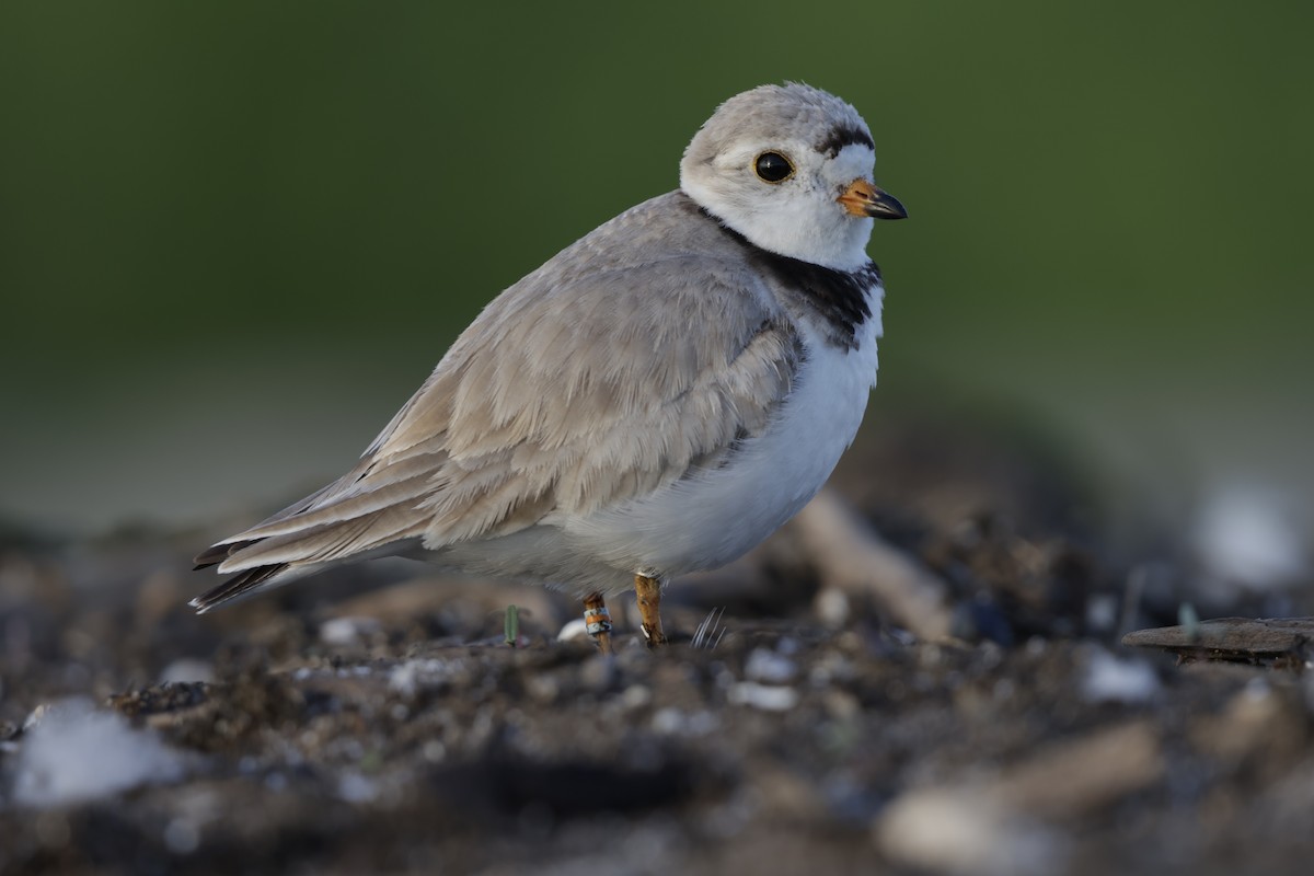 Piping Plover - ML621224047