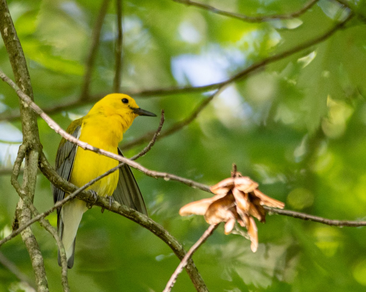 Prothonotary Warbler - ML621224057