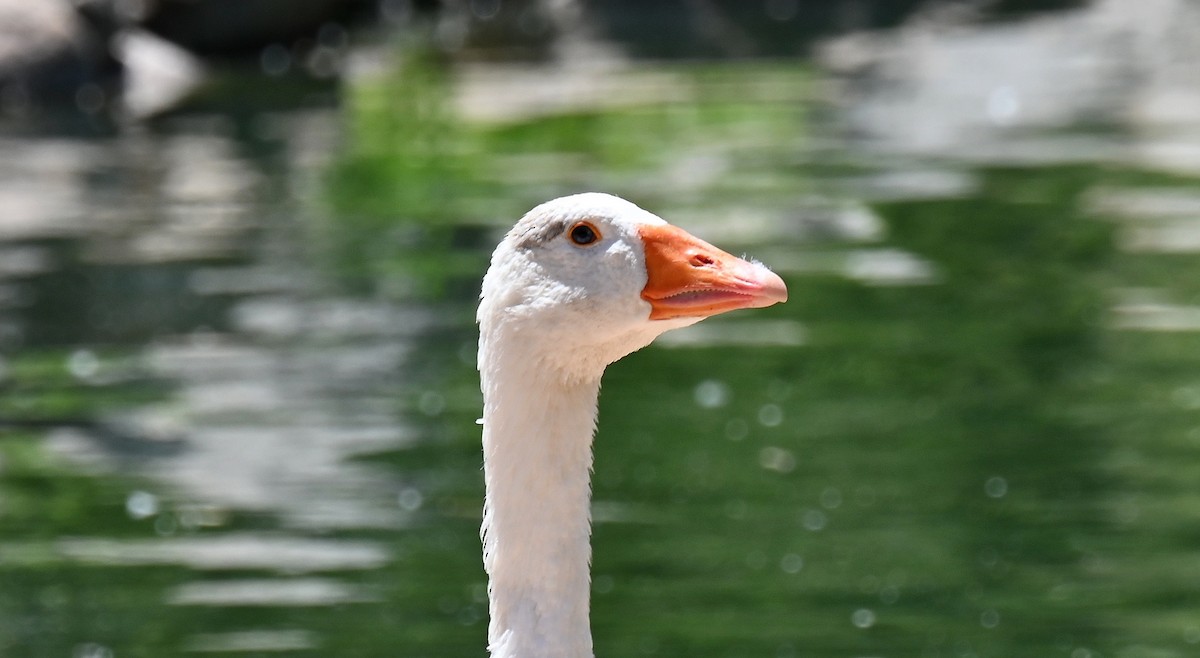 Graylag Goose (Domestic type) - ML621224065