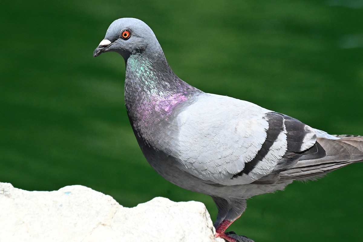 Rock Pigeon (Feral Pigeon) - ML621224072
