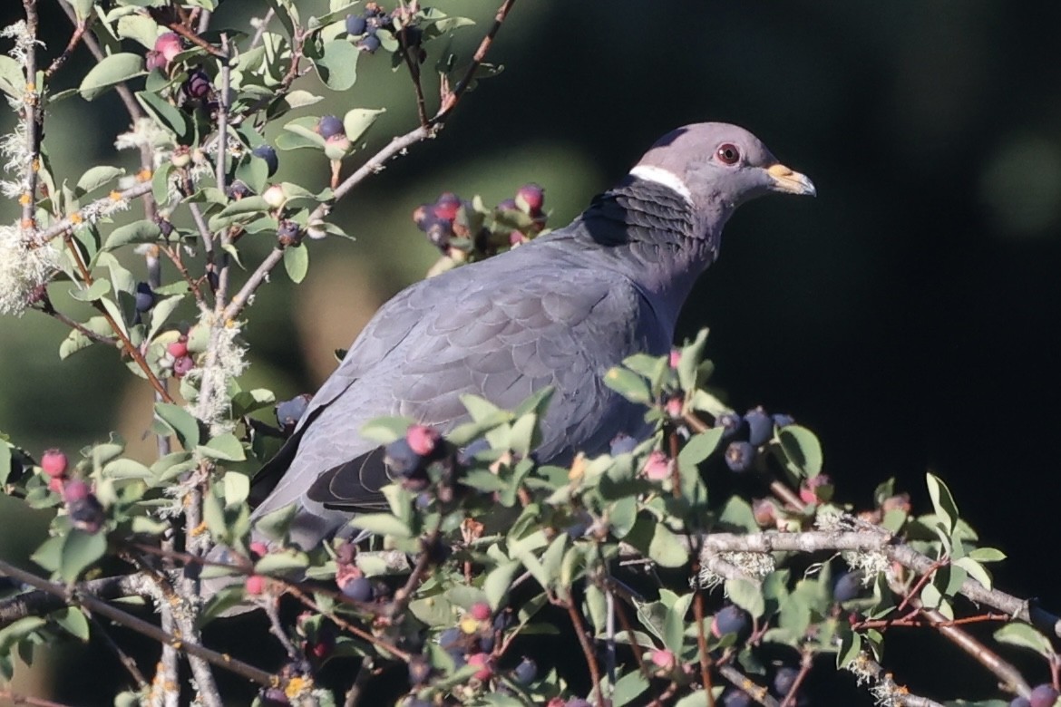 Band-tailed Pigeon - ML621224080