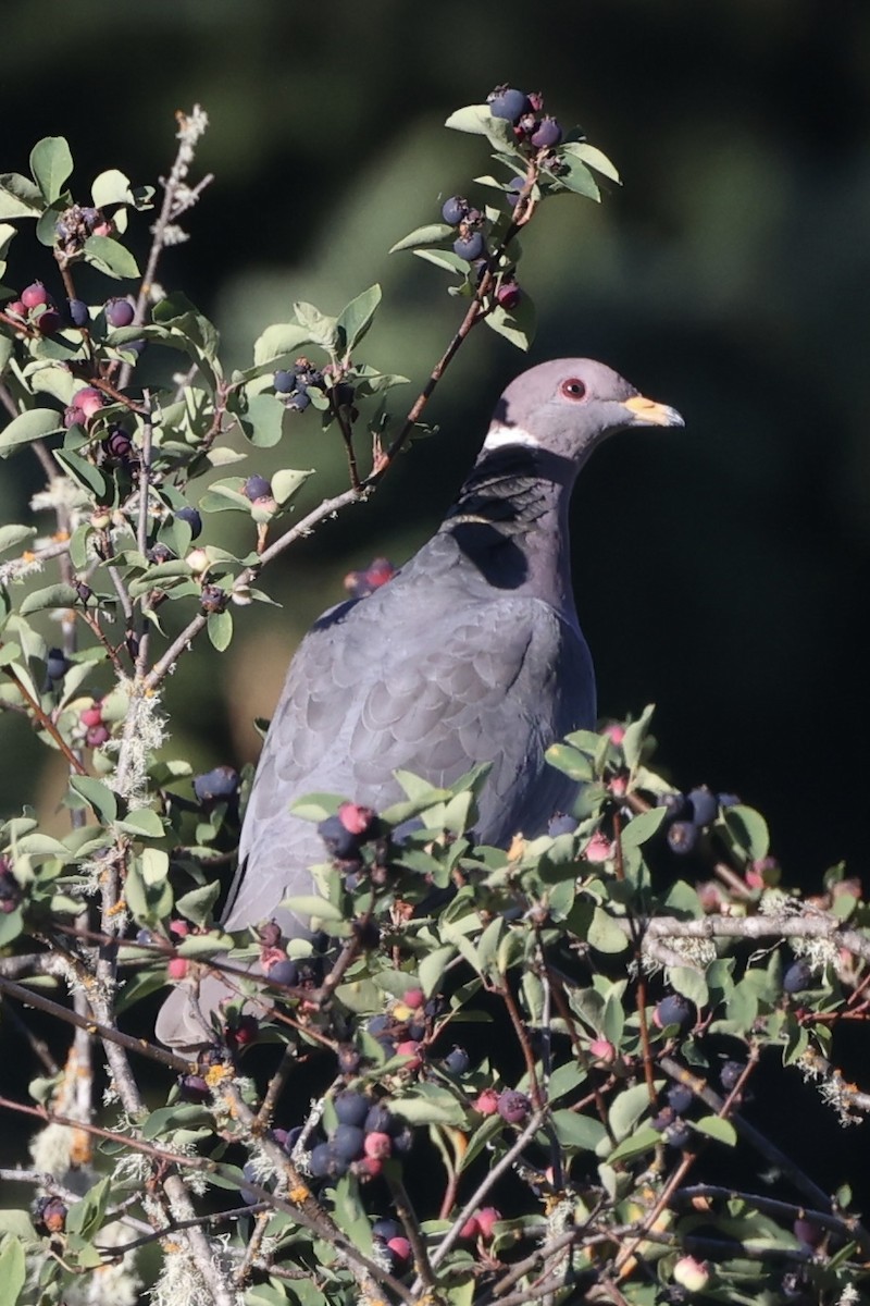 Band-tailed Pigeon - ML621224081