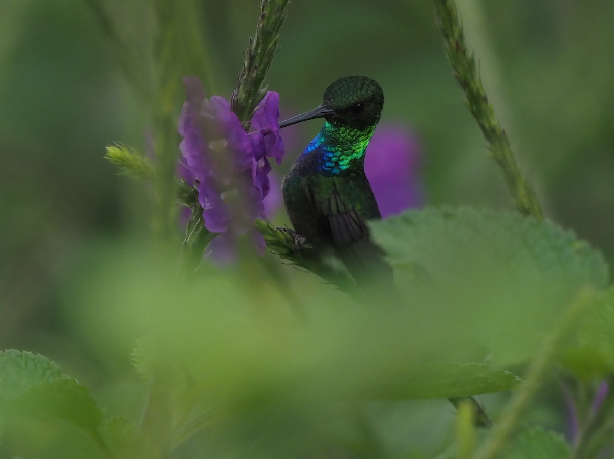 Purple-chested Hummingbird - ML621224126