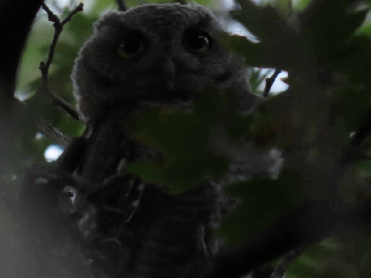 Western Screech-Owl - Bryant Olsen