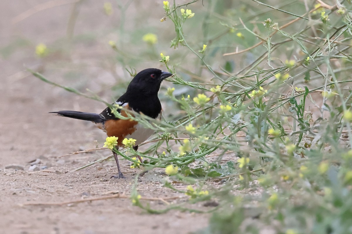 Spotted Towhee - ML621224135