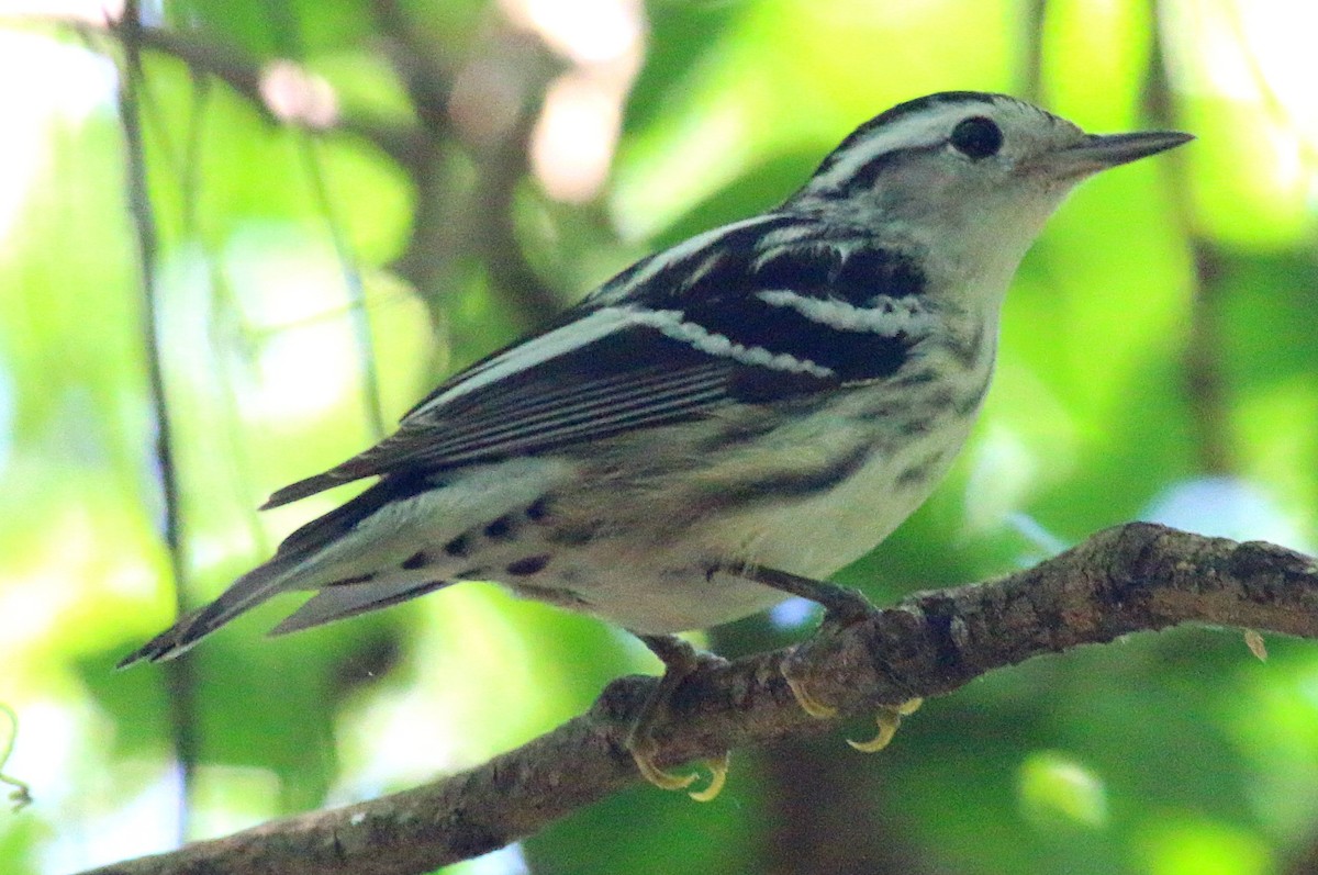 Black-and-white Warbler - ML621224220