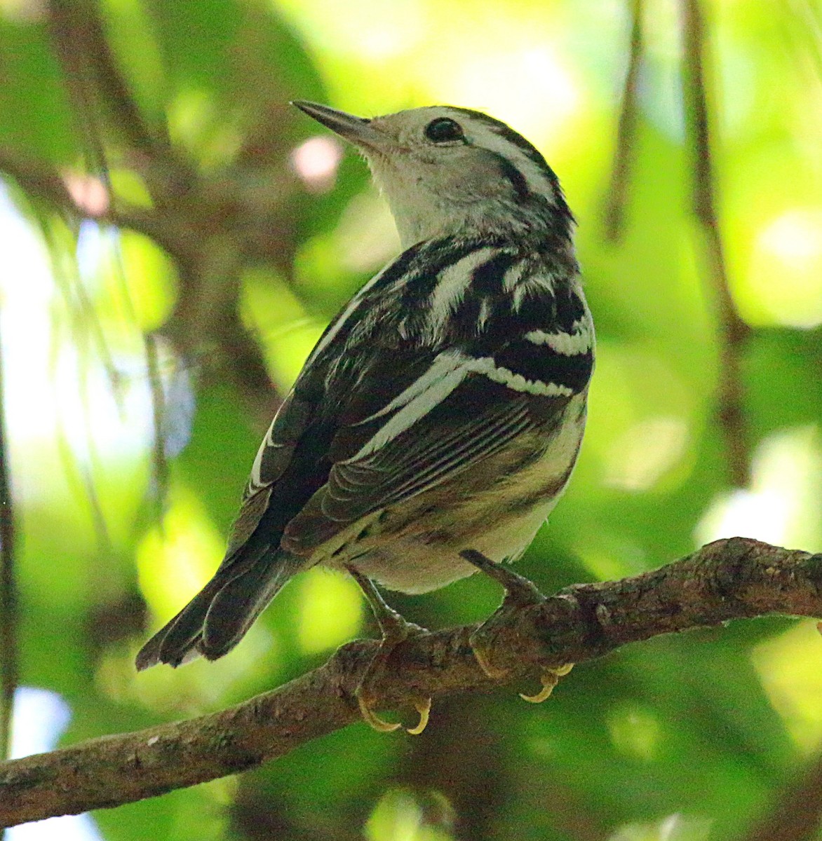 Black-and-white Warbler - ML621224221
